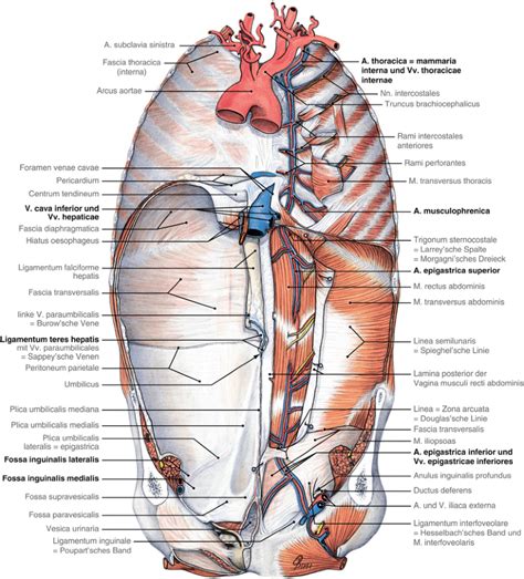 Enthält während der embryonalzeit die vena umbilicalis. Operative Anatomie: Abdominalwand | SpringerLink
