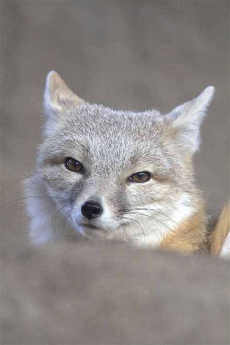 Little Swift Fox Swift Fox Cute Animals Animals Wild