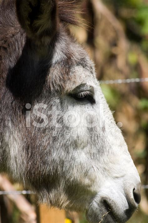 Grey Donkey Stock Photo Royalty Free Freeimages