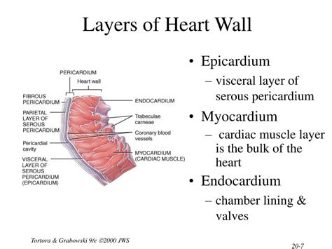 Ppt Chapter 20 The Cardiovascular System The Heart Powerpoint