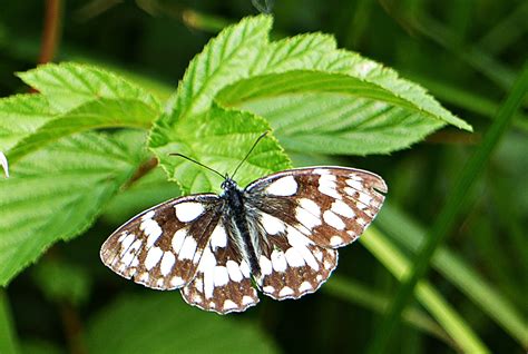 Falter 1 Foto And Bild Tiere Wildlife Schmetterlinge Bilder Auf