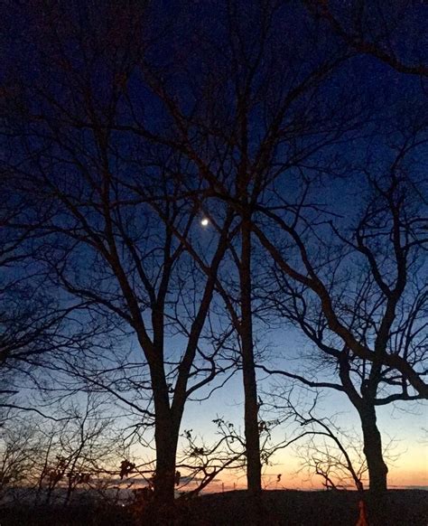 Moon Trees Celestial Sunset Sky