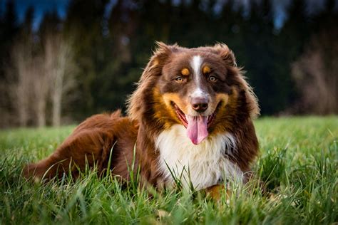 Australian Shepherd Haltung Charakter Erziehung Herz Fuer Tierede