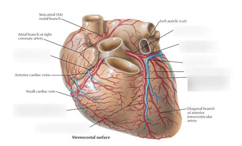 Principles IV Exam 2 Label Coronary Arteries And Veins Sternocostal