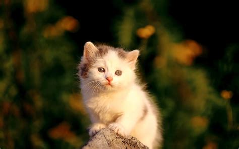 Most Interseting: Cutest Cat Wallpapers