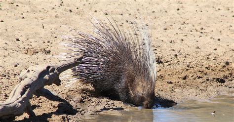 Hunts For African Porcupines Take Place In Southern Africa
