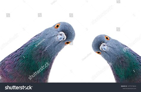 54 Pigeon Blinking Images Stock Photos And Vectors Shutterstock