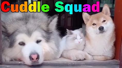 Cuddle Squad Youtube