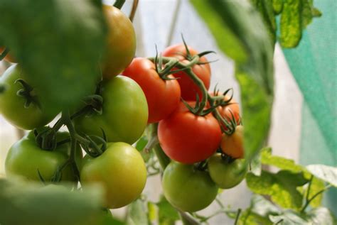 How To Prune Tomatoes Everything You Need To Know To