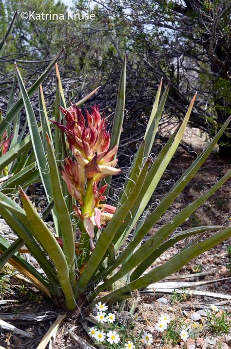 The Kruse Chronicles Continue In Cocoa Florida Montezuma Crest Hike