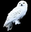 All the times Hedwig proved she was the queen of sass | Wizarding World