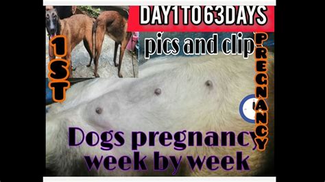 Dog Pregnancy Week By Week Day1to63 Youtube