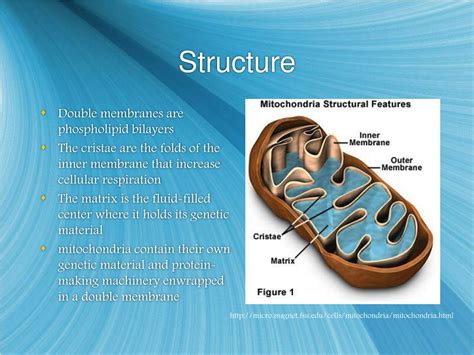 Ppt Organelle Presentations Powerpoint Presentation Free Download