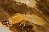 Termite Facts Australia