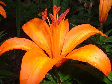 Orange Lily Passion Lily Plants Lily Plant Types Types Of Lilies