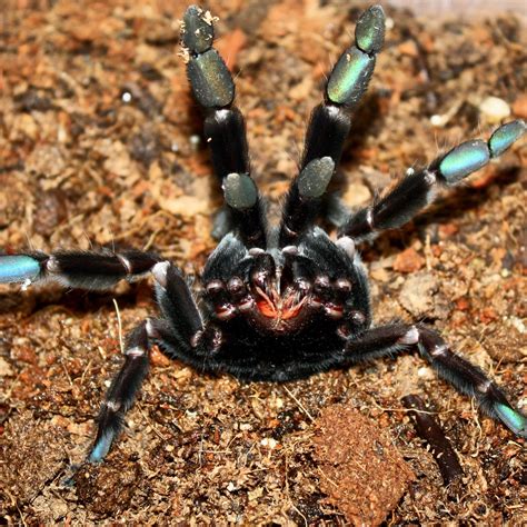 Psalmopoeus Irminia Venezuelan Sun Tiger Tarantula — Arachnid Rarities