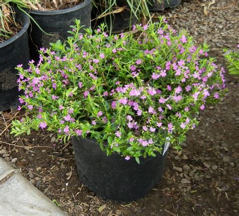 Grow Mexican Heather For Ground Cover And Wildlife