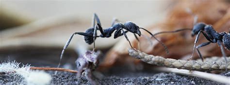 Do your own pest control carpenter ants. Carpenter Ants 101: Pointe Pest Control