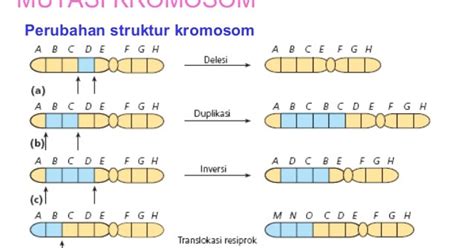 Aberasi Adalah - Kamus Biologi Online - masyog.com