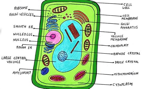 The Plant Cell Diagram Cbse Class Notes Online Classnotes123