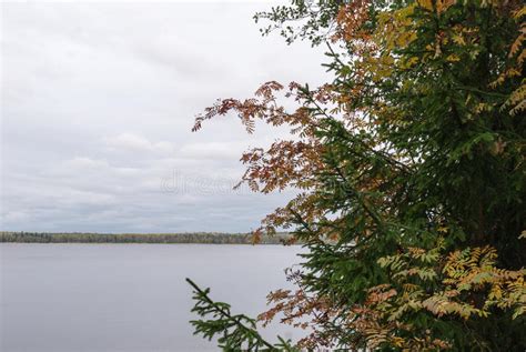Overcast Autumn Day On The Lake Natural Autumn Landscape Stock Image