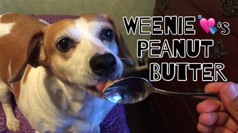 My Dog Eating Peanut Butter Asmr Youtube