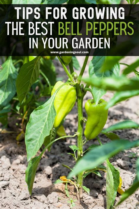 Tips For Growing The Best Bell Peppers In Your Garden Stuffed Peppers