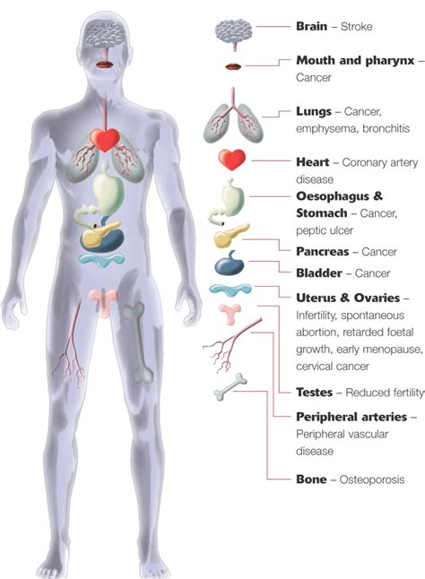 Major Organs Of The Human Body For Kids Human Body Anatomy
