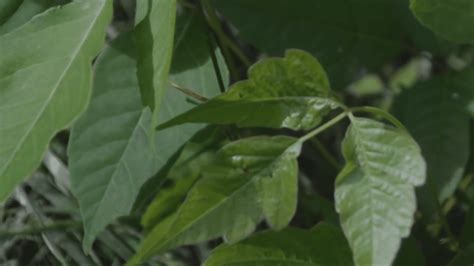 Poison Ivy Growth Increased By Climate Change Experts Say