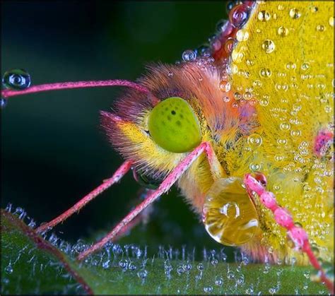 29 Insects Covered In Morning Dew Gallery Ebaums World