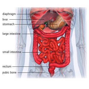 The pathology section will discuss normal anatomy and common pathologies for each organ. Health Care: Human Abdomen Anatomy Pics