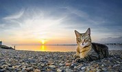sunrise kitty