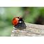 Ladybug By YvdlArt On DeviantArt
