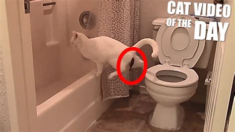 Cat Poops Next To Toilet Youtube