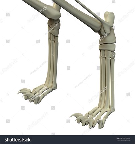 Lower leg bones diagram you searching for is available for you. Cat Front Legs Anatomy Bones Stock Illustration 270372854 ...