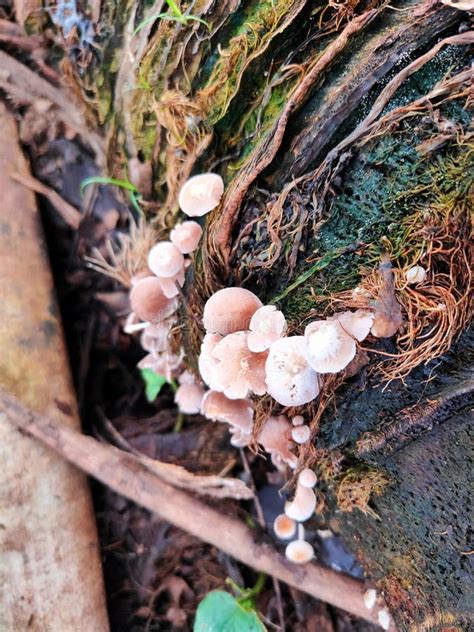 White Fungus Is On A Dry Dead Tree Stock Image Image Of Fungus White