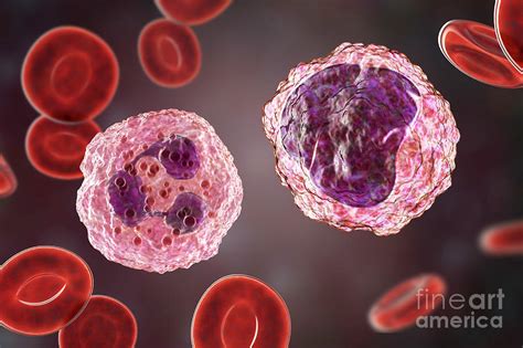 Neutrophil And Monocyte White Blood Cell Photograph By Kateryna Kon