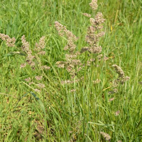 Orchard Grass Is A Very Popular Pasture Grass Seed