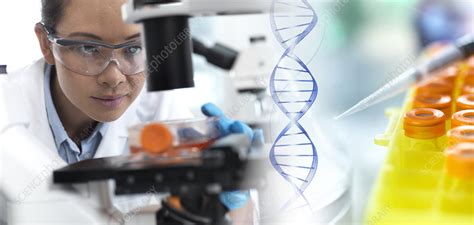 Genetic Research Stock Image F0213616 Science Photo Library