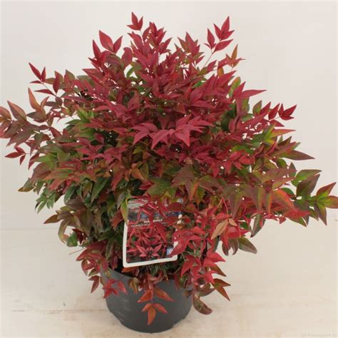 Nandina Domestica OBSESSED OBSESSION Plant Wholesale FlorAccess