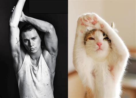 cats that look like male models 21 pics