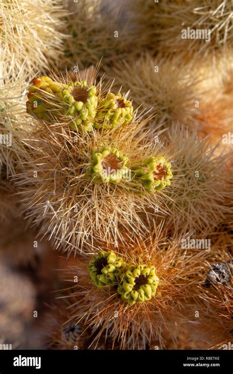 Close Up Of A Cholla Cactus Cylindropuntia Fulgida Bush In The Cholla