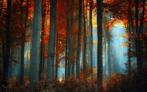 Nature Landscapes Trees Forests Sunlight Light Autumn Fall Seasons