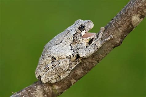 Are Gray Tree Frogs Poisonous To Dogs Critters Aplenty