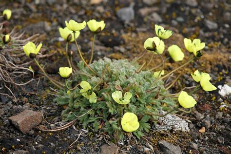 Tundra Plant Facts Gardenerdy