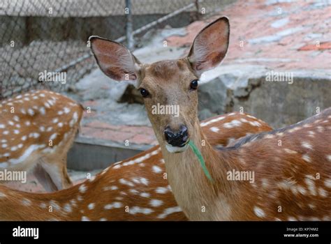 Domesticated Deer At Luhuitou Park In Sanya Hainan China January 20