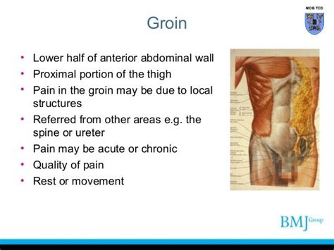 Groin Muscle Anatomy Male Groin Area Anatomy Male Anatomy Drawing Diagram The Groin Muscles