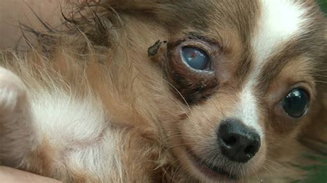 Those puppies come from puppy mills. The Reality of Puppy Mills - YouTube