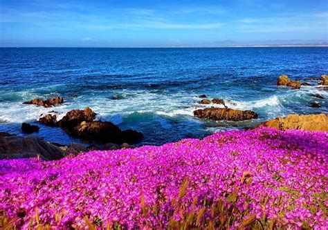 Springtime In Pacific Grove Ice Plant Carpets The Beach Front In