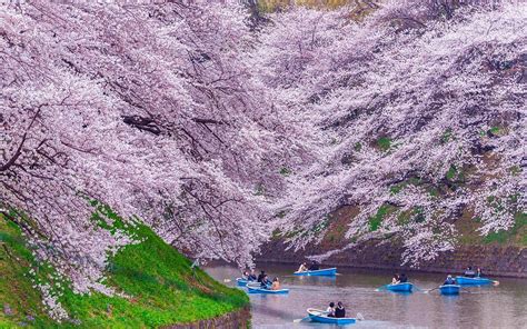 Forecast Reveals When To Catch The Cherry Blossoms In